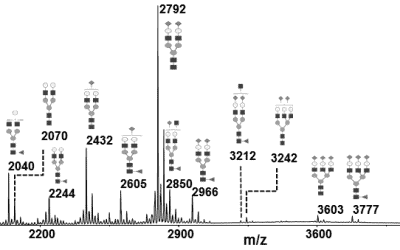 Glycan characterization of proteins during process development