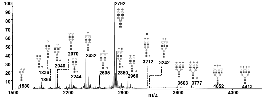 GTP Bioways CDMO - Glycan characterization of proteins during process development