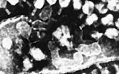 Lysis of E. coli by spontaneous excision of DE3 prophage