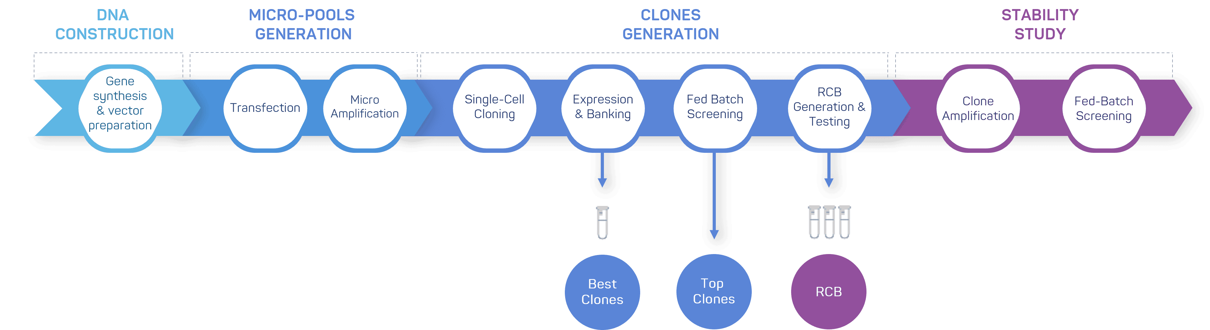 Cell line Development process